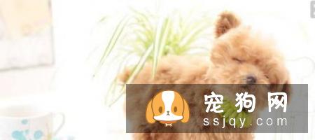 狗狗训练：你应该主动告诉它该怎么做
