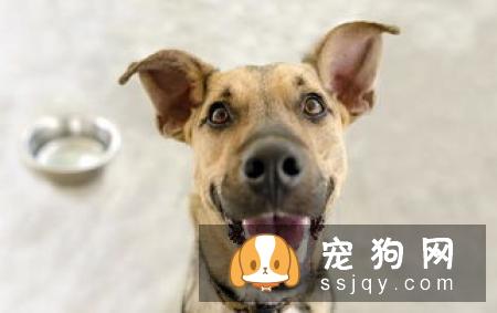 狗狗为什么刚洗好澡又有臭味了呢?