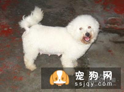 狗狗在多大的时候接受训练最有效