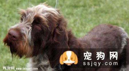 硬毛指示格里芬犬多少钱一只,好养吗_智商|价格|图片