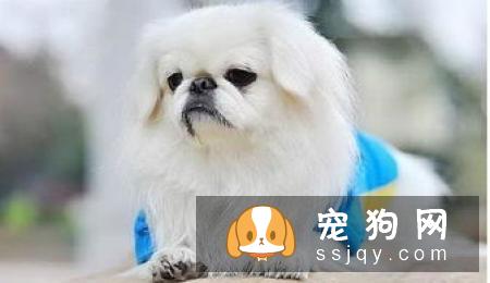 京巴狗的寿命有多长？需要注意哪些饲养禁忌？