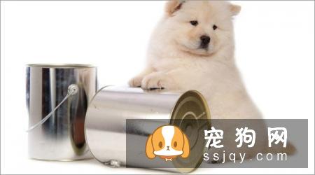 松狮犬能长多大,好养吗_训练|价格|图片