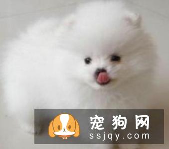博美犬怎么训练 正规训练博美犬的方法