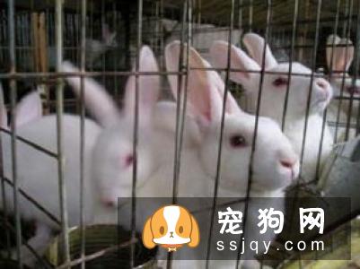 粗毛意大利猎犬好养吗_怎么饲养？