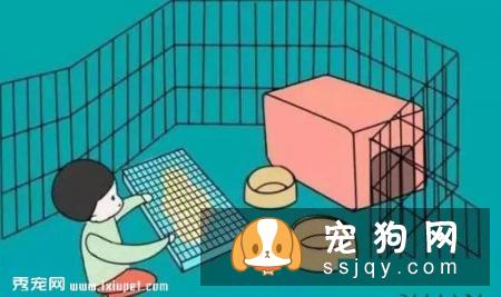 狗狗不会定点排便？那你应该这么训练
