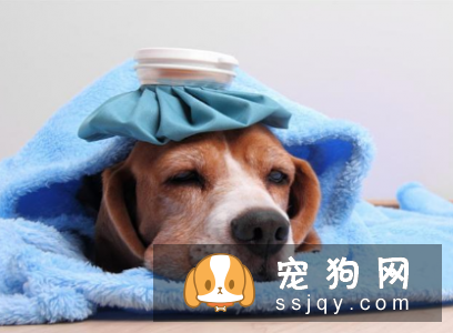 狗狗呕吐怎么办正如这类“馋不腻宠物益生菌”有效调理