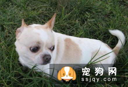 狗狗发烧有哪些症状和治疗方法