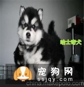 阿拉斯加犬禁忌的食物有哪些？