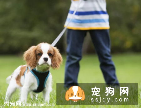 狗狗在多大的时候接受训练最有效