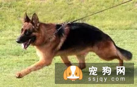哪些狗狗容易发生胃扭转?