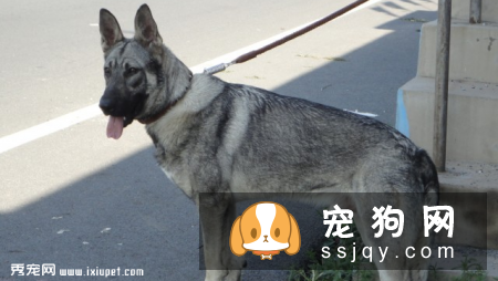 狼青犬价格贵吗,训练方法|图片