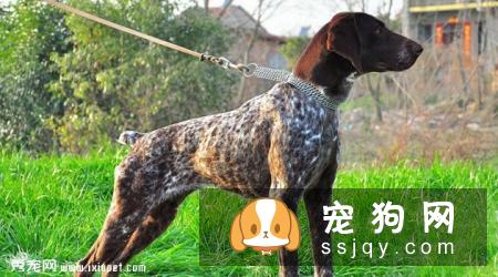 德国短毛指示猎犬多少钱一只,好养吗_图片|价格|训练