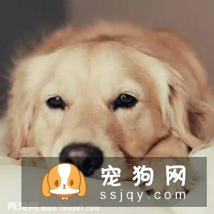 【健康小知识】如果应对金毛犬的呕吐拉稀?