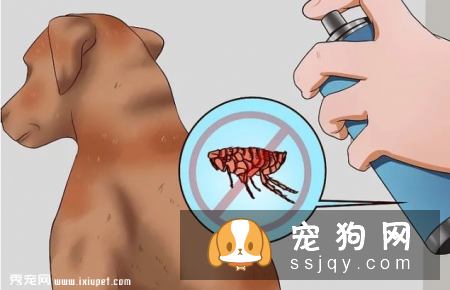 狗狗身上的跳蚤应该如何祛除