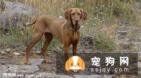 粗毛意大利猎犬好养吗_怎么饲养？