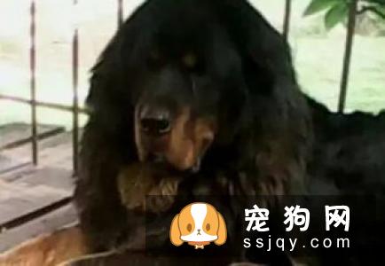 意大利指示犬好养吗,性格怎么样？