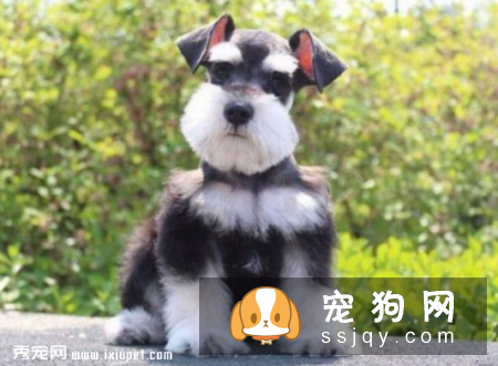 雪纳瑞为什么会呕吐？雪纳瑞呕吐应该怎么办？