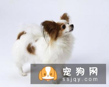 斯塔比荷猎犬多少钱一只,好养吗_图片|训练