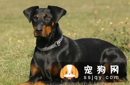 英国玩具梗犬的饲养方式及性格特点