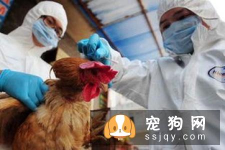 钩端螺旋体是一种人畜共患传染病