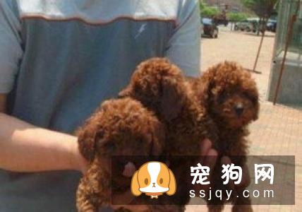 狗狗生性好动贪玩,狗狗主人们空闲之余,陪爱犬同乐未必不是最幸福的事