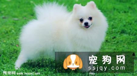 博美犬吐了怎么办,博美犬吐了处理方法