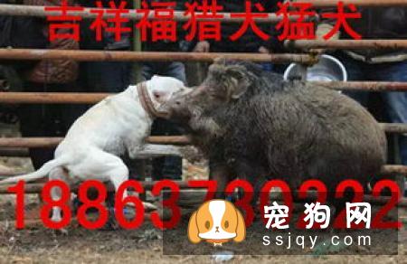 【杜高犬】杜高犬好养吗_怎么饲养？