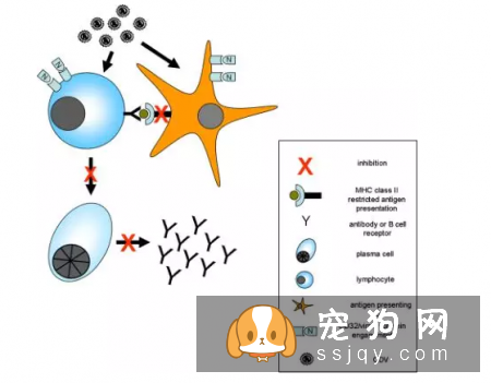 狗狗是如何感染犬瘟的，犬瘟晚期能注射单抗治疗吗?