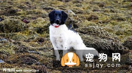 斯塔比荷猎犬多少钱一只,好养吗_图片|训练