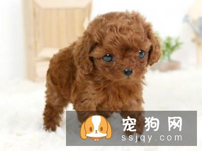 泰迪狗狗造型如何做? 泰迪狗狗造型教程!