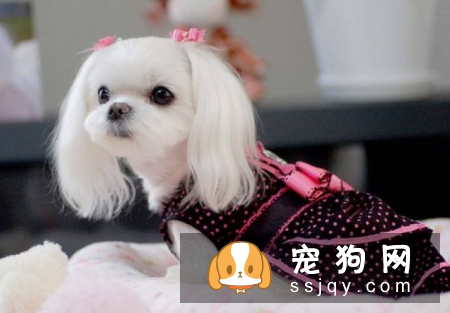 哪种宠物狗干净好养 第一名竟是它?