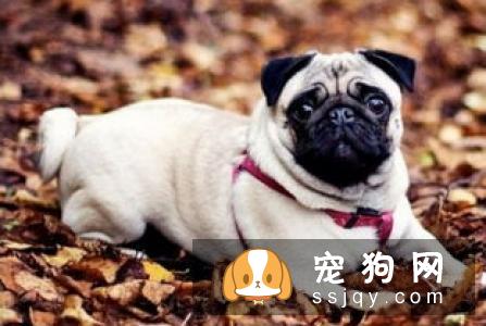 给狗狗补钙要适量，不然更危险！