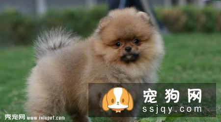 博美犬不能吃什么,博美犬可以吃什么,怎么喂？