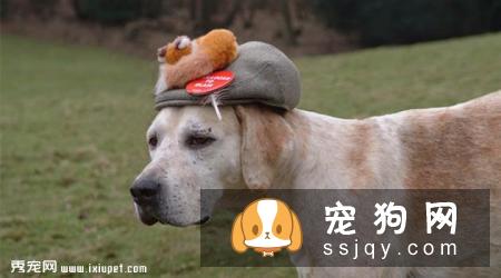 猎狐犬多少钱,好养吗?猎狐犬图片|价格|训练