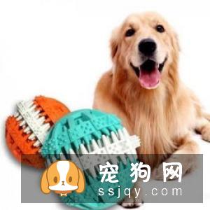 金毛犬吃什么牌子的狗粮健康？