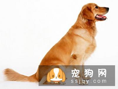 什么狗最好养?正确的养狗办法有哪些?