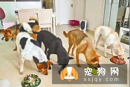 怎样让狗狗用餐时听主人的话，狗狗用餐顺序的训练方法！