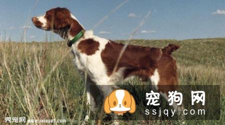 斯塔比荷猎犬多少钱一只,好养吗_图片|训练