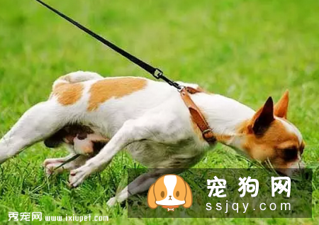 狗狗异食癖是什么原因导致的，应该如何防治？