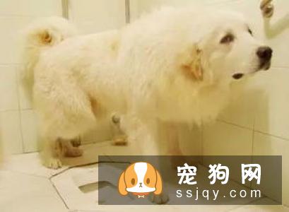 狗狗正常小便的颜色是淡黄色,如果很黄的话,说明狗狗最近有些上火了