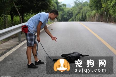 怎么训练狗狗装死的行为？