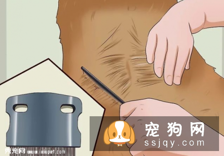 狗狗身上的跳蚤应该如何祛除