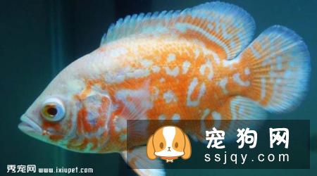 蓝曼龙鱼的外形特征及饲养方式|图片