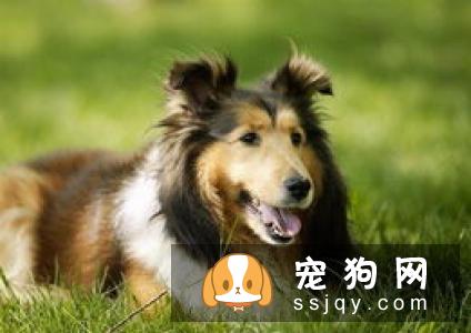 给宠物狗狗好吃的米饭煮法！