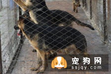 德国牧羊犬拉血的原因及治疗方法