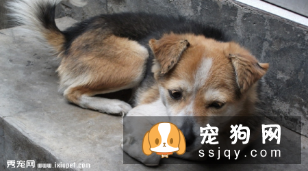 狗狗发烧的症状