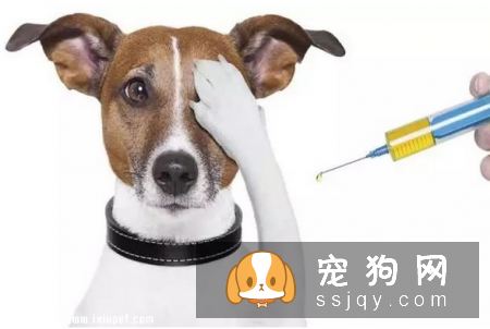 狗狗为什么会得红眼病，该怎么治疗