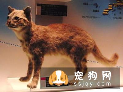 下司犬多少钱,好养吗?下司犬图片|天性