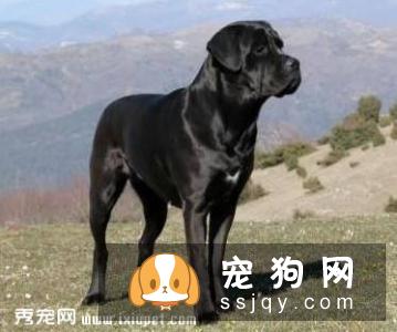 卡斯罗犬的性格_宠物频道