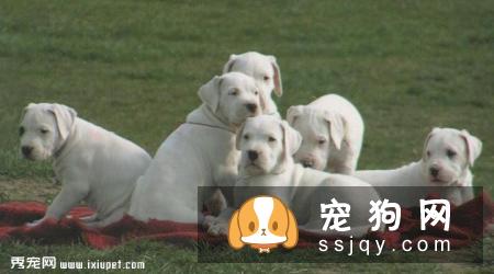 【杜高犬】杜高犬好养吗_怎么饲养？